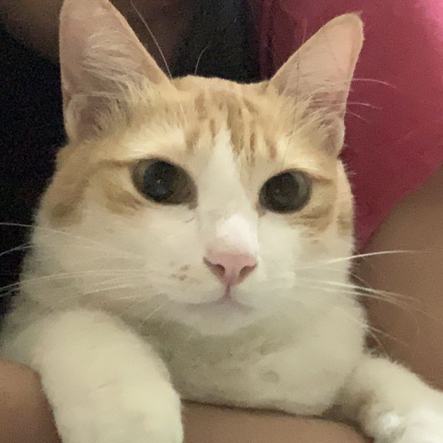 profile-picture